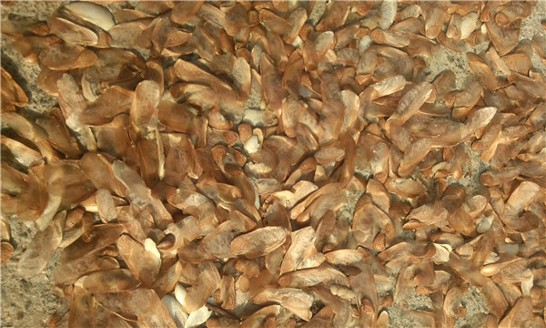 種子基地如何使用農業氣象站來提高種子基地的產量？