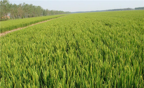 種子基地如何使用農業氣象站來提高種子基地的產量？