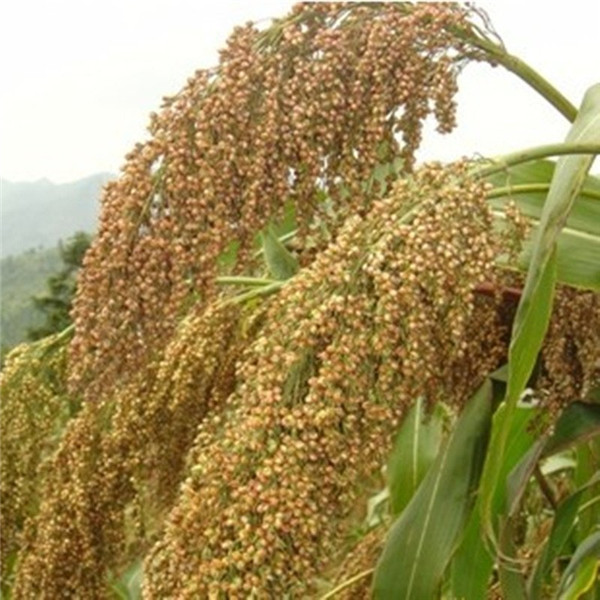 種子基地如何使用農業氣象站來提高種子基地的產量？