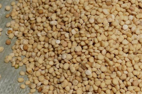 種子基地如何使用農業氣象站來提高種子基地的產量？