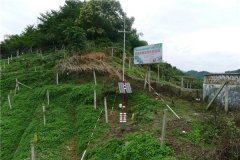 杭州小型氣象站對(duì)于杭州龍井茶園的重要性