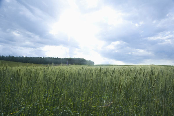 農業(yè)氣象站 農業(yè)氣象站