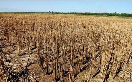 自動氣象站 自動氣象站