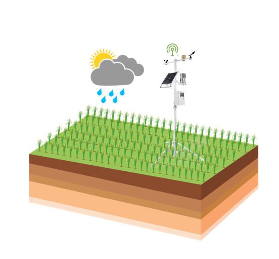 在番石榴的種植中,農(nóng)業(yè)四情監(jiān)測(cè)系統(tǒng)有何作用? 在番石榴的種植中,農(nóng)業(yè)四情監(jiān)測(cè)系統(tǒng)有何作用?