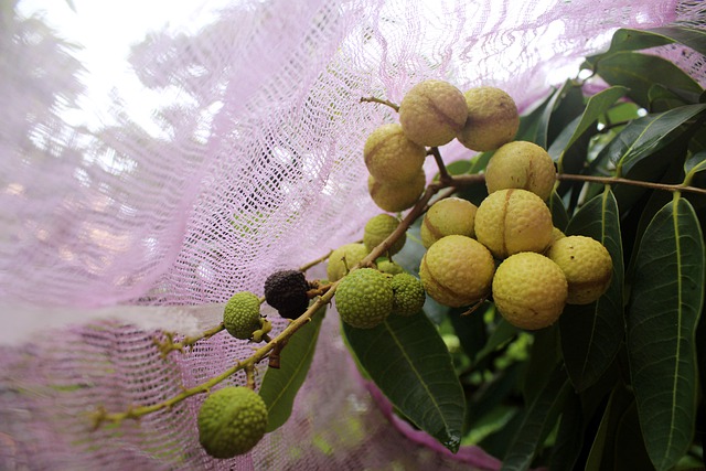 用氣象站監控龍眼的生長環境 用氣象站監控龍眼的生長環境